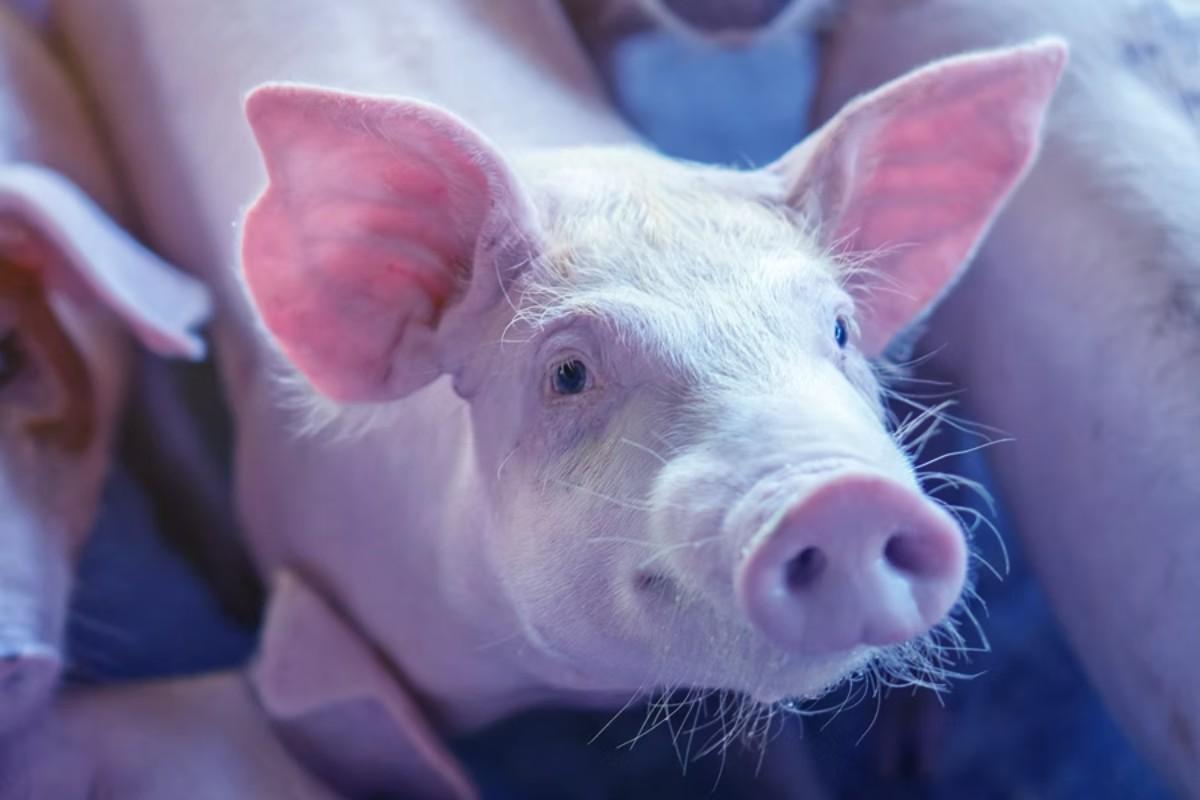 เปรียบเทียบบริษัทแม่พันธุ์หมูยักษ์ใหญ่ด้วย Corpus X